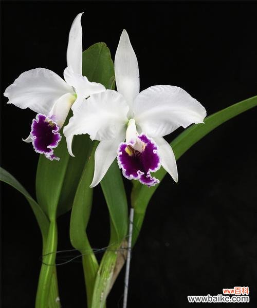 洋兰花代表什么含义？洋兰花的花语有哪些？