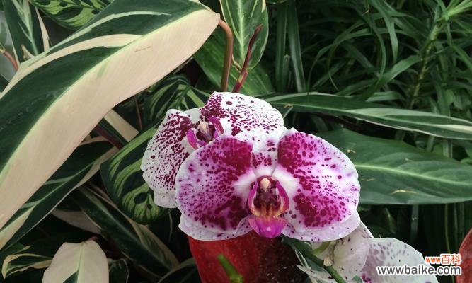 洋兰花代表什么含义？洋兰花的花语有哪些？