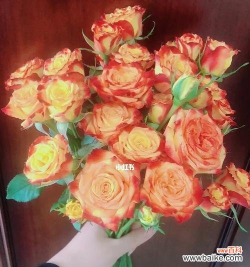 养玫瑰需要什么意思?如何正确养护玫瑰花?