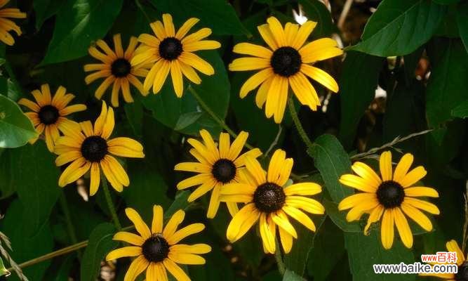 养菊花代表什么含义？养菊花的寓意有哪些常见问题？