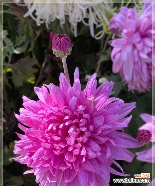 养菊花代表什么含义？养菊花的寓意有哪些常见问题？