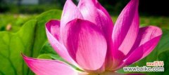 探究荷花的文化内涵 荷花花语的象征意义