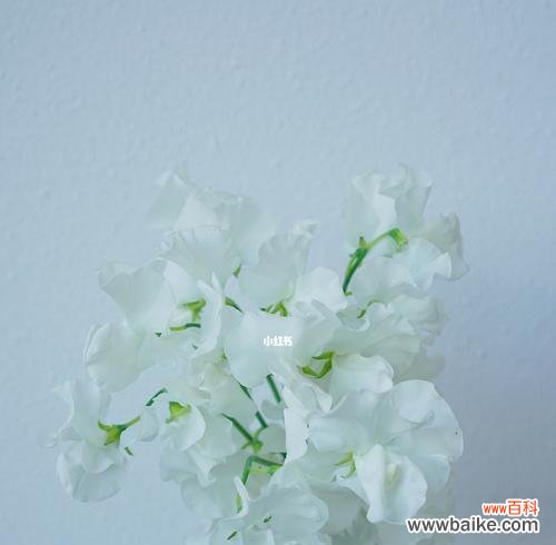 解读香豌豆花语的寓意 香豌豆花语的意义