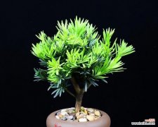 揭示罗汉松的象征意义 罗汉松的寓意