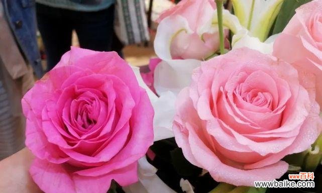 浪漫的花语语言,传递爱情的真谛 戴安娜玫瑰的花语——爱情的象征