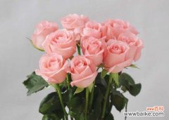 探究粉色玫瑰的含义及象征 11朵粉色玫瑰的花语