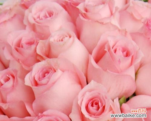 探究粉色玫瑰的含义及象征 11朵粉色玫瑰的花语