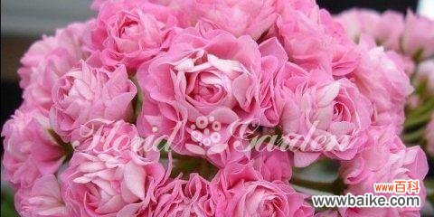 探究粉色玫瑰的含义及象征 11朵粉色玫瑰的花语