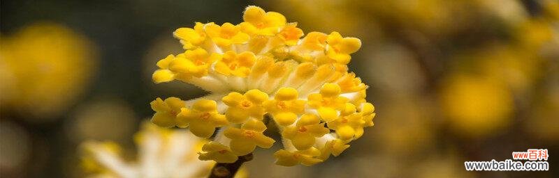 探寻结香花语的传说故事及文化内涵 传说中的结香花语