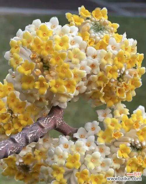 探寻结香花语的传说故事及文化内涵 传说中的结香花语