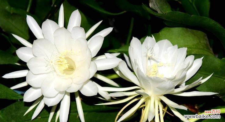 揭秘11月的花海,轻松找到属于你的花开世界。 11月开什么花?