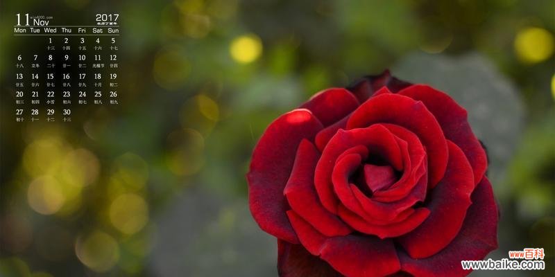 揭秘11月的花海,轻松找到属于你的花开世界。 11月开什么花?