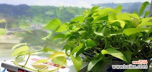 探寻绿萝花语，了解绿萝的心灵之美 绿萝的花语与寓意