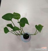 探寻绿萝花语，了解绿萝的心灵之美 绿萝的花语与寓意