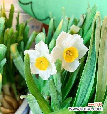 美丽与清新的气息，流转在春天的空气中 水仙花的花语