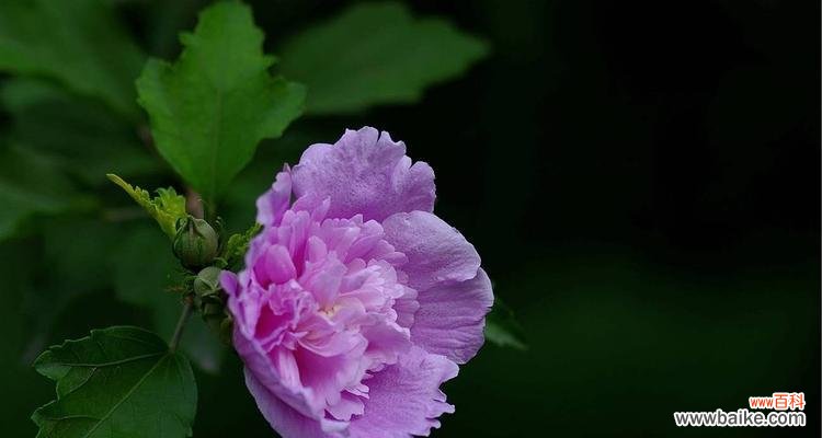 探究木槿花背后的文化内涵 木槿花的花语与象征
