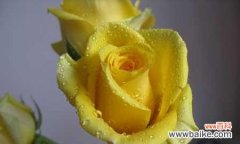 传达感恩与友谊——黄玫瑰花语的寓意 黄玫瑰的花语