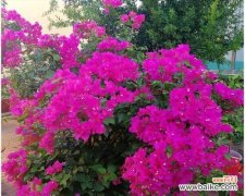 用花语传递乐观的力量 花开乐观，心向阳光