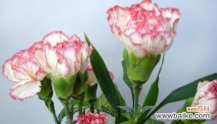 以花为媒 快乐花语