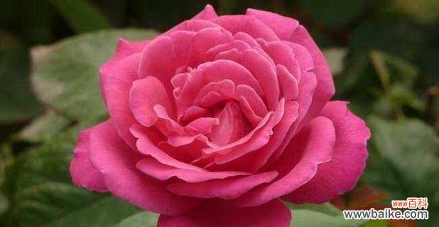 以花言巧语表达爱情 花开爱意，恋爱的花