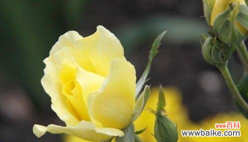 以花言巧语表达爱情 花开爱意，恋爱的花