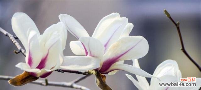 以花言巧语表达爱情 花开爱意，恋爱的花