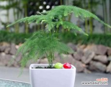 文竹之福 文竹寓意与生活的美好