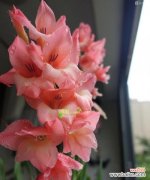 揭示花卉的美与哲理 剑兰荷花寓意