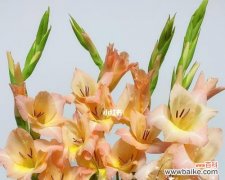 剑兰花的花语和寓意解读 剑兰花