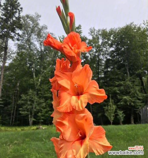 揭示剑兰花背后的15个含义 剑兰花的花语与意义