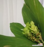 赋予生命以力量 姜荷花语