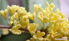 探索金桂花树的花语 金桂花树花语的深意