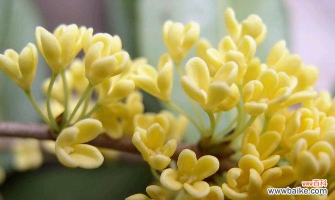 探索金桂花树的花语 金桂花树花语的深意