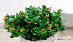 探寻以小金鱼吊兰花为象征的生活智慧与成长哲学 小金鱼吊兰花的寓意与成长之道