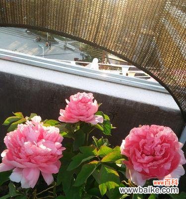 养牡丹要注意什么？牡丹养护的常见问题解答？