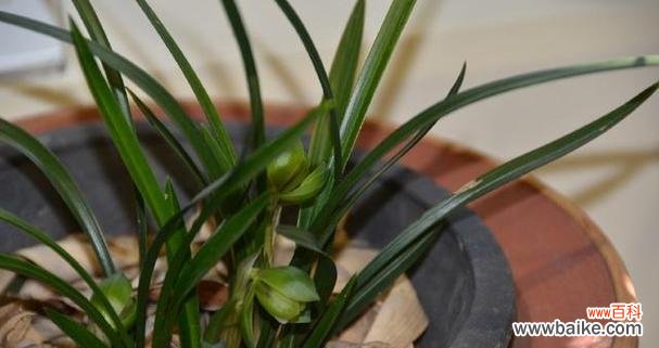 养兰花的寓意是什么？如何正确养护兰花？