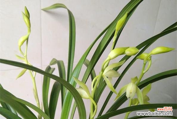 养兰花的寓意是什么？如何正确养护兰花？