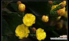 养仙人掌要注意什么？养仙人掌的常见问题有哪些？