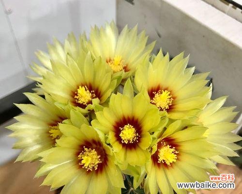 养仙人掌要注意什么?养仙人掌的常见问题有哪些?