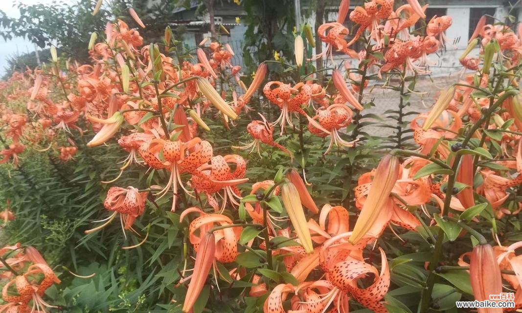 野百合代表什么?花语和寓意有哪些常见问题解答?