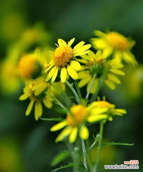 野菊花花语是什么?了解其象征意义及用途?