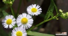 野菊花花语是什么？了解其象征意义及用途？