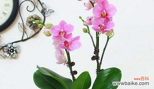 野生兰花的花语是什么？如何正确解读兰花的含义？