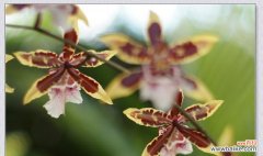 野生兰花的花语是什么？如何正确解读兰花的含义？