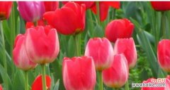 野生郁金香的花语是什么？如何正确解读其含义？