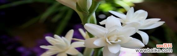 夜来香的含义是什么？夜来香代表了哪些花语？