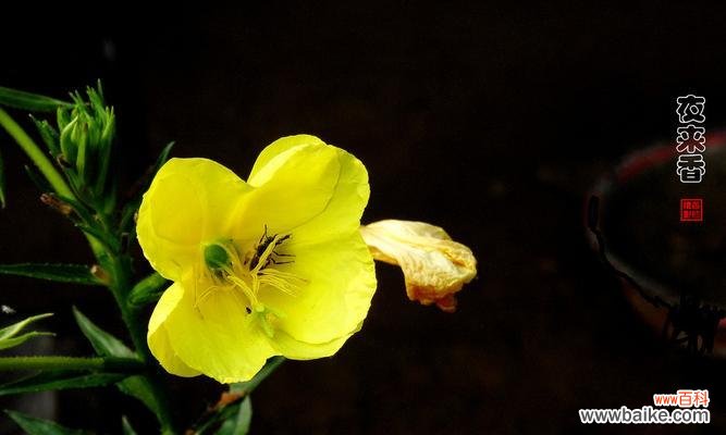 夜来香的含义是什么？夜来香代表了哪些花语？