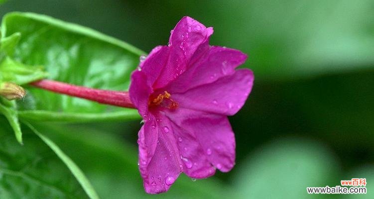 夜来香的含义是什么？夜来香代表了哪些花语？