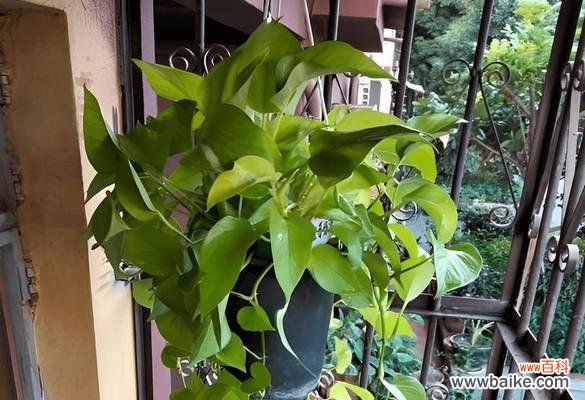 绿萝的七个鬼是什么意思?如何正确养护绿萝?