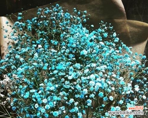 一整束满天星花语是什么意思？如何表达爱意？